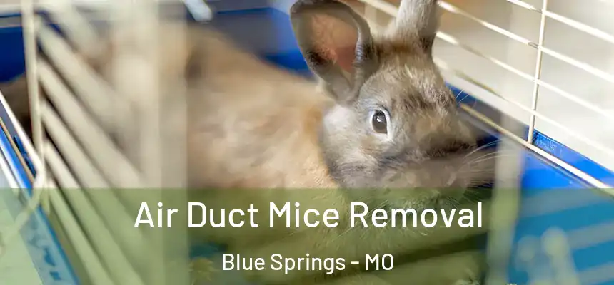 Air Duct Mice Removal Blue Springs - MO