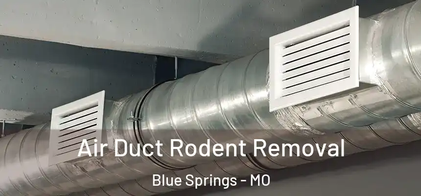  Air Duct Rodent Removal Blue Springs - MO